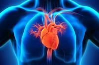 KalpSağlığıHaftası1.jpg
